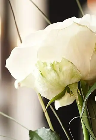 Nahaufnahme einer weißen Rosenblüte, die in einem Trauer-Blumenstrauß steckt